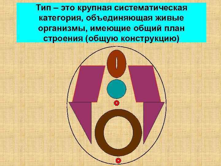 Тип – это крупная систематическая категория, объединяющая живые организмы, имеющие общий план строения (общую