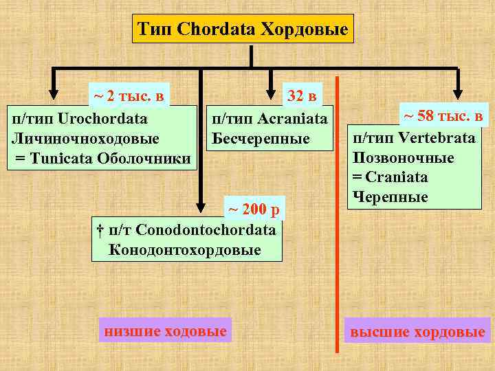  Тип Chordata Хордовые ~ 2 тыс. в 32 в п/тип Urochordata п/тип Acraniata