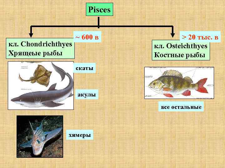  Pisces ~ 600 в > 20 тыс. в кл. Chondrichthyes кл. Osteichthyes Хрящеые