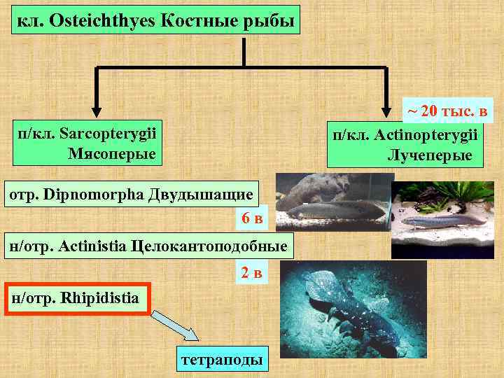 кл. Osteichthyes Костные рыбы ~ 20 тыс. в п/кл. Sarcopterygii п/кл. Actinopterygii Мясоперые Лучеперые