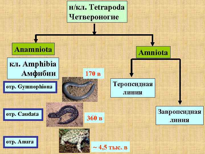  н/кл. Tetrapoda Четвероногие Anamniota Amniota кл. Amphibia Амфибии 170 в отр. Gymnophiona Теропсидная