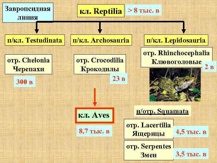 Завропсидная кл. Reptilia > 8 тыс. в линия п/кл. Testudinata п/кл. Archosauria п/кл. Lepidosauria