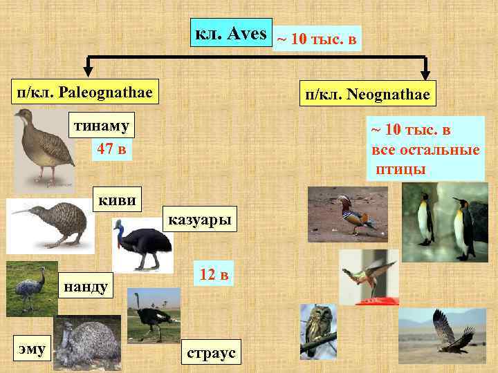  кл. Aves ~ 10 тыс. в п/кл. Paleognathae п/кл. Neognathae тинаму ~ 10