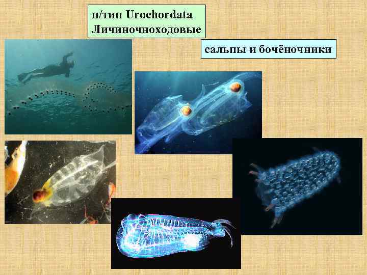 п/тип Urochordata Личиночноходовые сальпы и бочёночники 