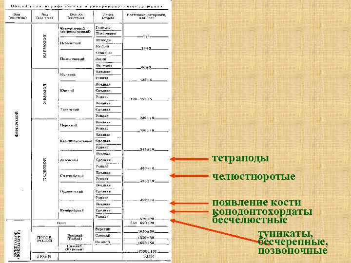 тетраподы челюстноротые появление кости конодонтохордаты бесчелюстные туникаты, бесчерепные, позвоночные 