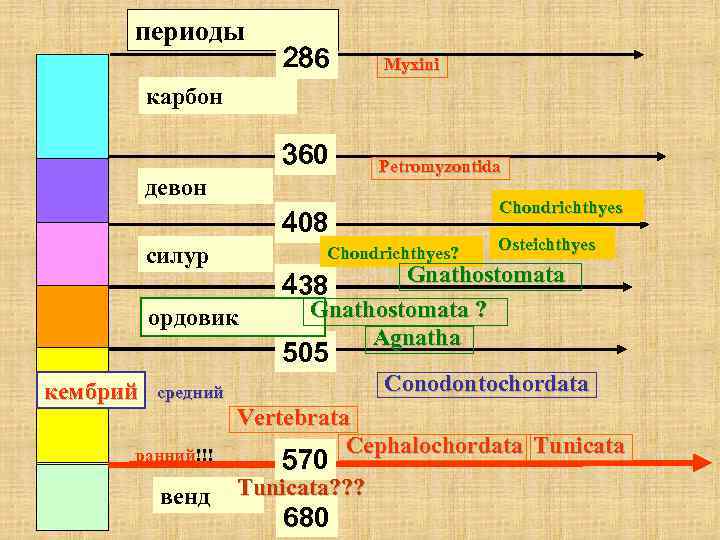 периоды 286 Myxini карбон 360 девон Petromyzontida Chondrichthyes 408 силур Chondrichthyes? Osteichthyes Gnathostomata ?