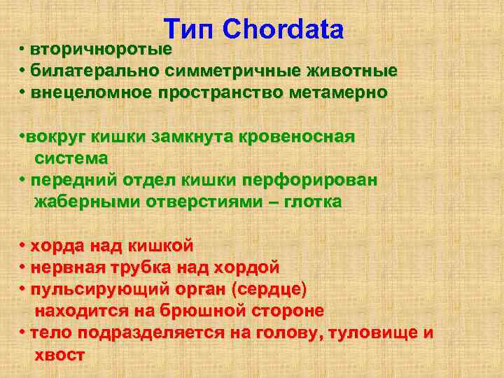 Тип Chordata • вторичноротые • билатерально симметричные животные • внецеломное пространство метамерно • вокруг