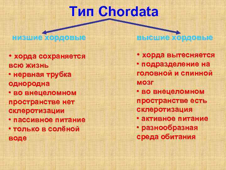 Тип Chordata низшие хордовые высшие хордовые • хорда сохраняется • хорда вытесняется всю жизнь