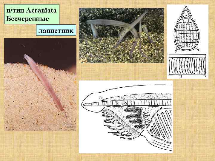 п/тип Acraniata Бесчерепные ланцетник 