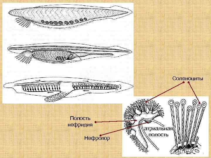 Системы органов хордовых животных