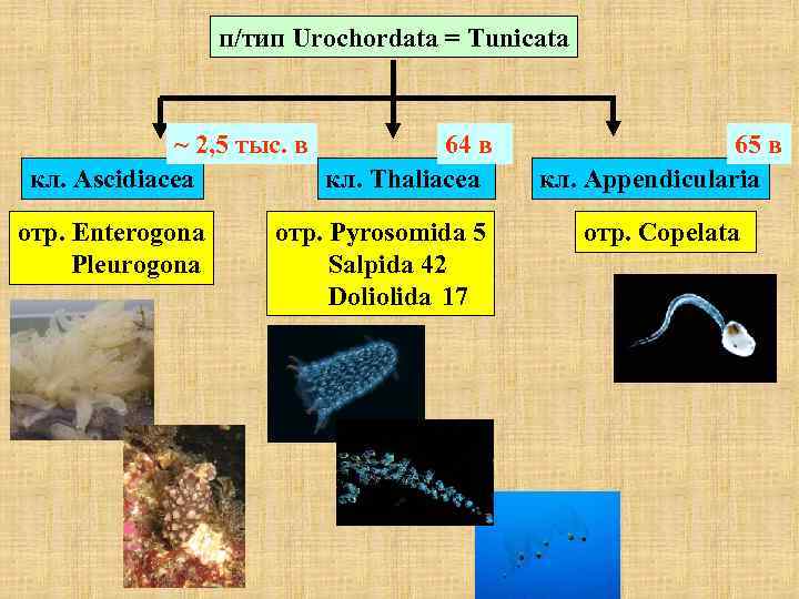 п/тип Urochordata = Tunicata ~ 2, 5 тыс. в 64 в кл. Ascidiacea кл.