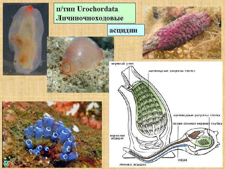 п/тип Urochordata Личиночноходовые асцидии 