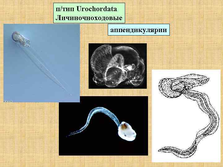 п/тип Urochordata Личиночноходовые аппендикулярии 