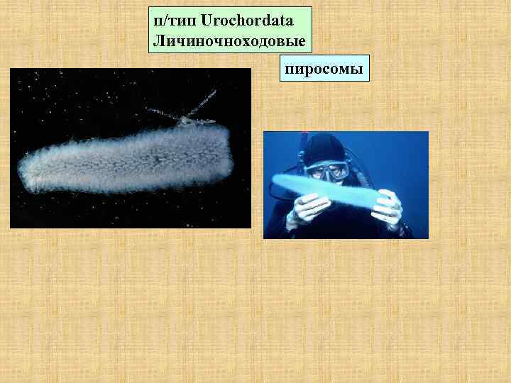 п/тип Urochordata Личиночноходовые пиросомы 