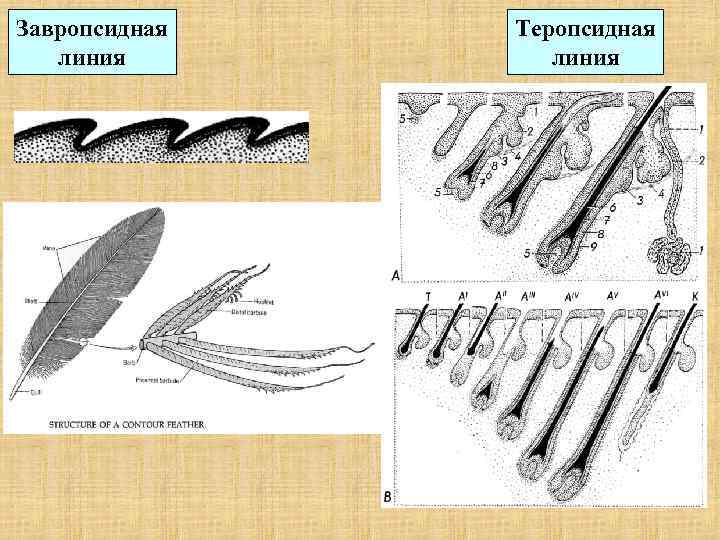 Завропсидная Теропсидная линия 