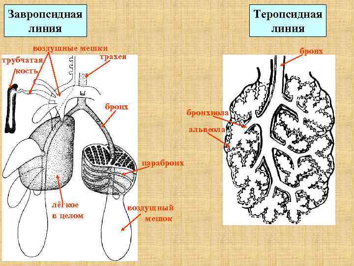  Завропсидная Теропсидная линия линия воздушные мешки бронх трубчатая трахея кость бронхиола альвеола парабронх