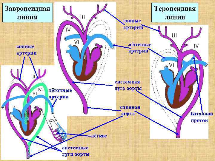 Завропсидная Теропсидная линия сонные линия артерии сонные лёгочные артерии системная лёгочные дуга аорты артерии