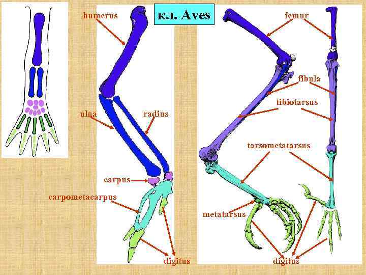  humerus кл. Aves femur fibula tibiotarsus ulna radius tarsometatarsus carpus carpometacarpus metatarsus digitus