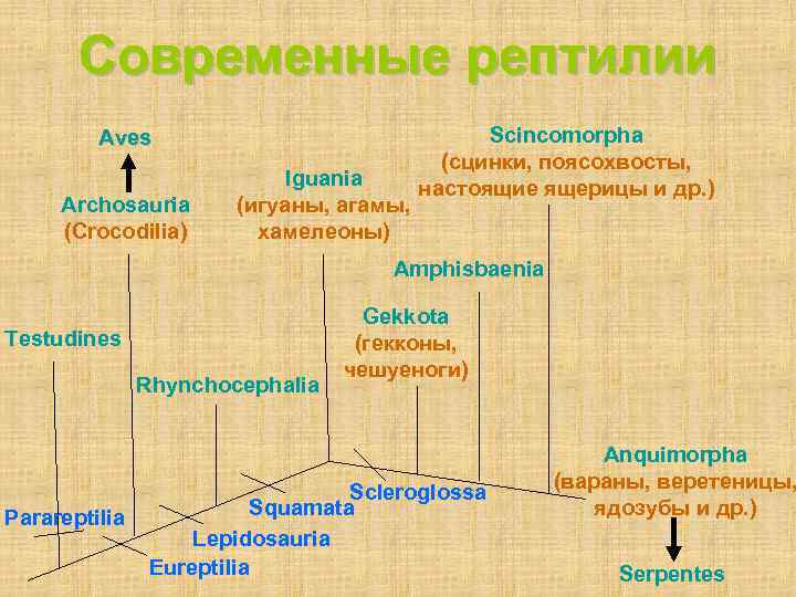  Современные рептилии Aves Scincomorpha (сцинки, поясохвосты, Iguania настоящие ящерицы и др. ) Archosauria