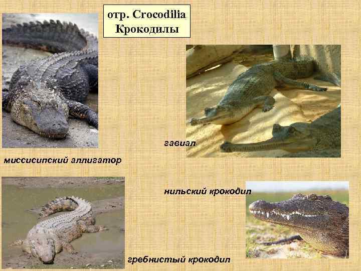  отр. Crocodilia Крокодилы гавиал миссисипский аллигатор нильский крокодил гребнистый крокодил 