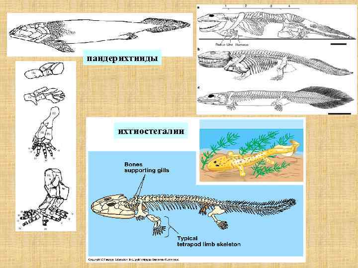 пандерихтииды ихтиостегалии 