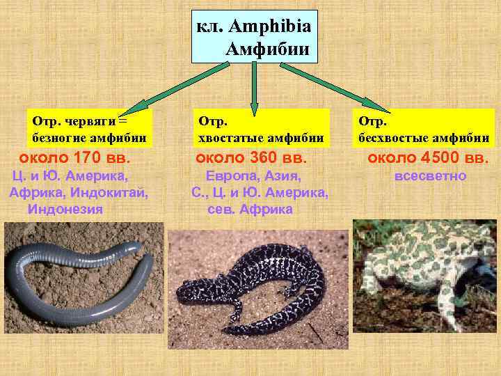  кл. Amphibia Амфибии Отр. червяги = Отр. безногие амфибии хвостатые амфибии бесхвостые амфибии