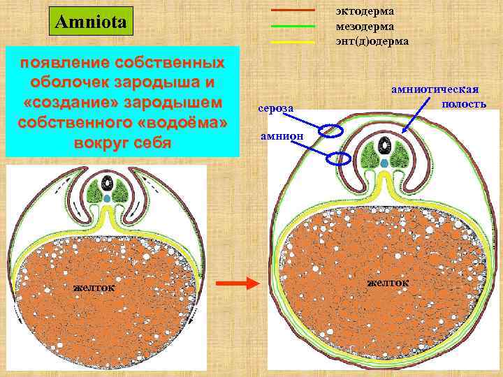  эктодерма Amniota мезодерма энт(д)одерма появление собственных оболочек зародыша и амниотическая «создание» зародышем сероза