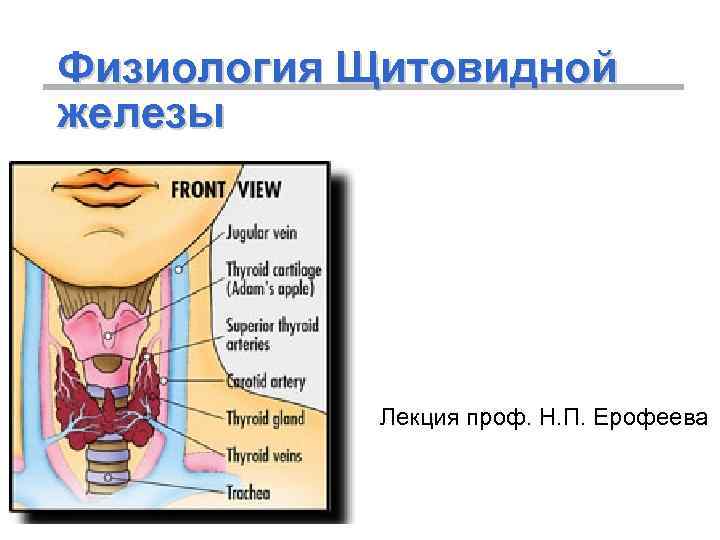 Щитовидная железа патофизиология презентация - 83 фото