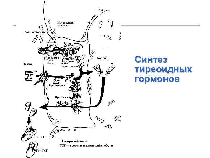 Синтез тиреоидных гормонов 