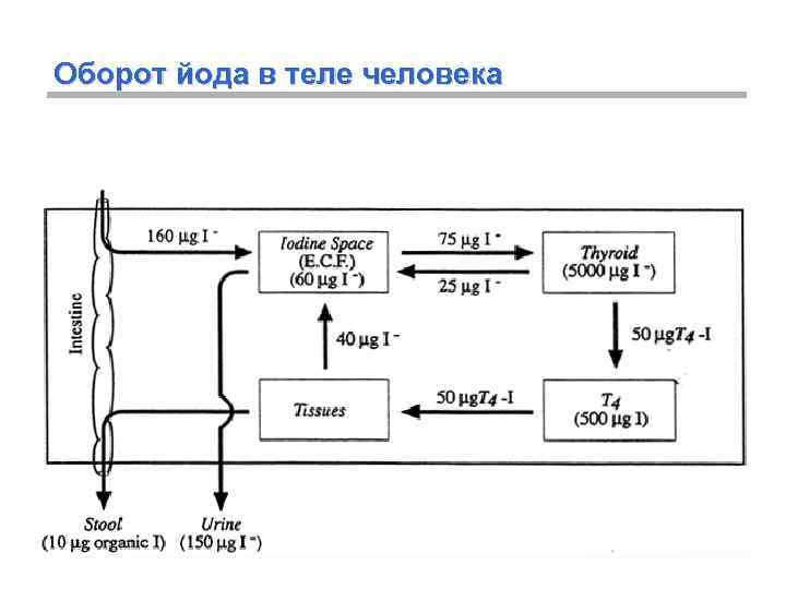 Оборот йода в теле человека 