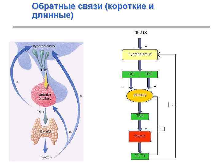 Обратные связи (короткие и длинные) 