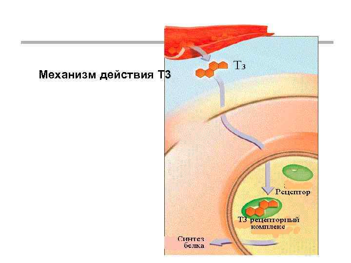 Механизм действия Т 3 