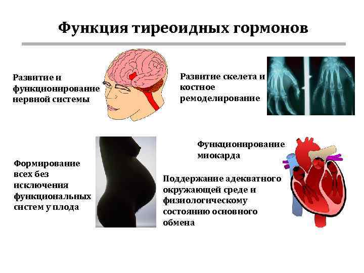 Функция тиреоидных гормонов Развитие и функционирование нервной системы Формирование всех без исключения функциональных систем