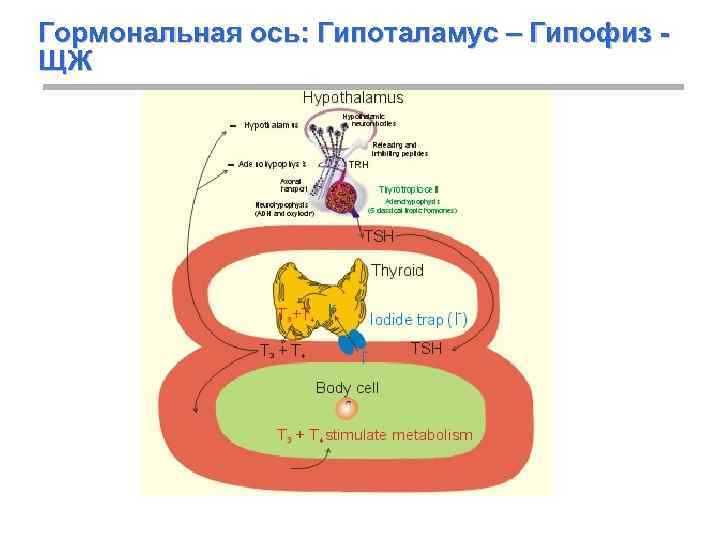 Гормональная ось: Гипоталамус – Гипофиз ЩЖ 