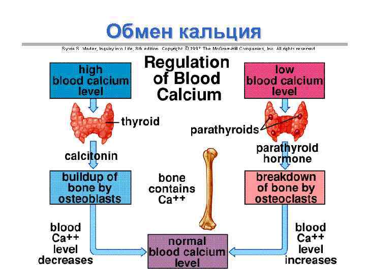 Обмен кальция 