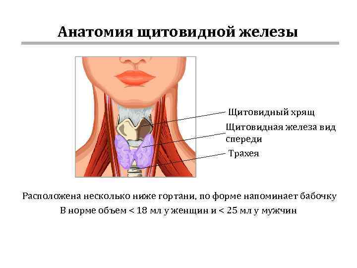Сосудистый рисунок усилен щитовидной железы паренхимы