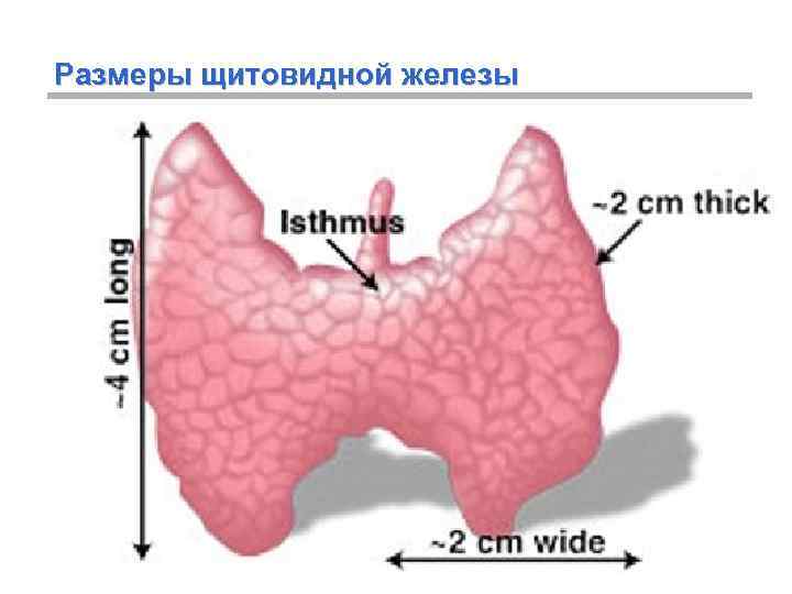 Размеры щитовидной железы 