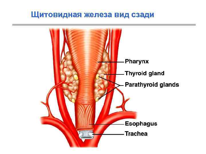 Щитовидная железа вид сзади 