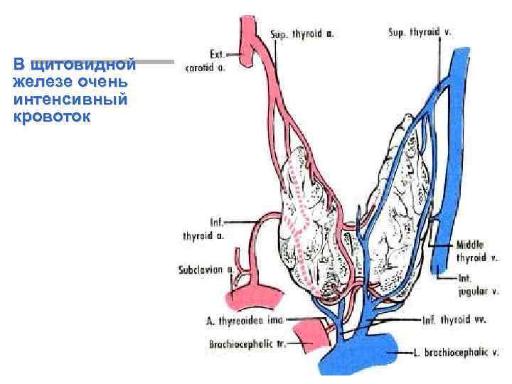 В щитовидной железе очень интенсивный кровоток 