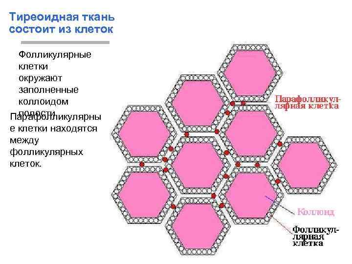 Тиреоидная ткань состоит из клеток Фолликулярные клетки окружают заполненные коллоидом полости. Парафолликулярны е клетки