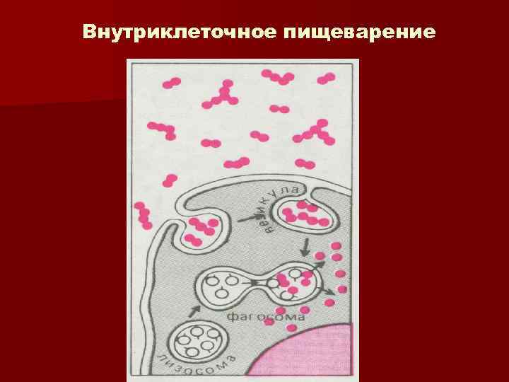 Какой цифрой на рисунке обозначено внутриклеточное пищеварение