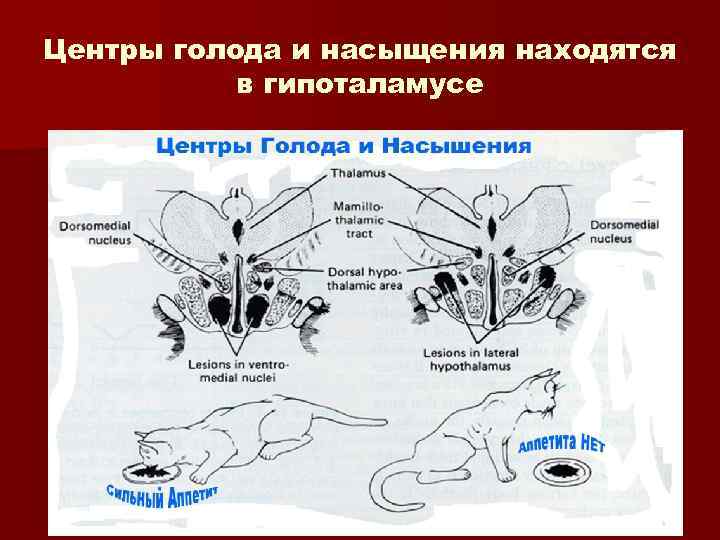 Центры голода и насыщения находятся