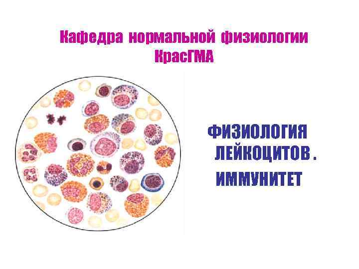 Кафедра нормальной физиологии Крас. ГМА ФИЗИОЛОГИЯ ЛЕЙКОЦИТОВ. ИММУНИТЕТ 