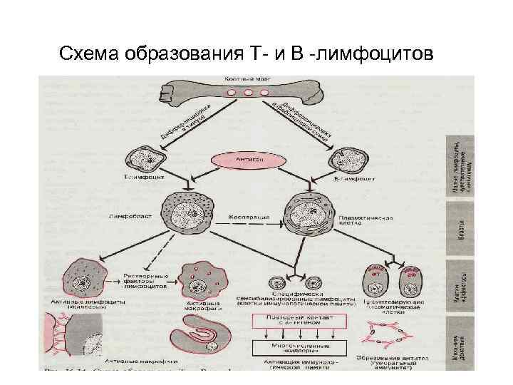 Схема образования Т- и В -лимфоцитов 