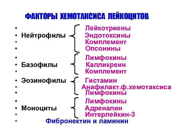 ФАКТОРЫ ХЕМОТАКСИСА ЛЕЙКОЦИТОВ • • • • Лейкотриены Нейтрофилы Эндотоксины Комплемент Опсонины Лимфокины Базофилы