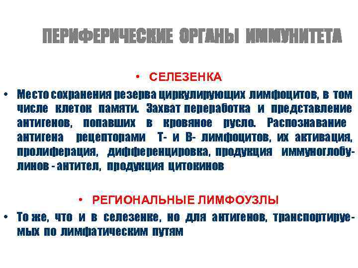 ПЕРИФЕРИЧЕСКИЕ ОРГАНЫ ИММУНИТЕТА • СЕЛЕЗЕНКА • Место сохранения резерва циркулирующих лимфоцитов, в том числе