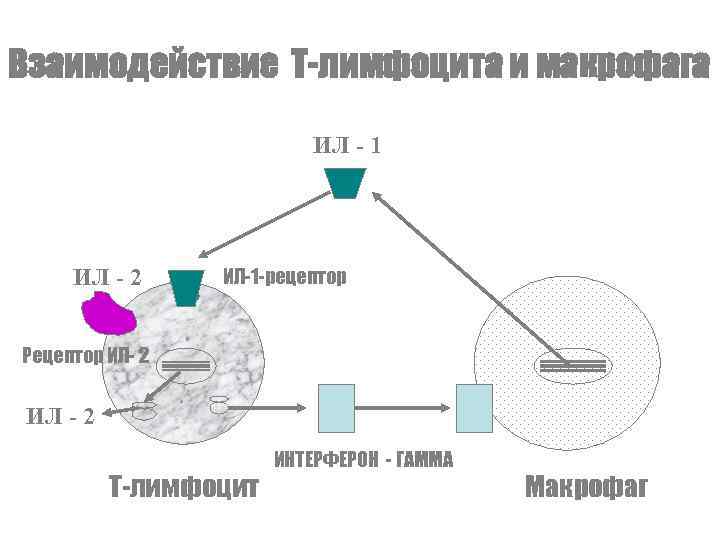 Взаимодействие Т-лимфоцита и макрофага ИЛ - 1 ИЛ - 2 ИЛ-1 -рецептор Рецептор ИЛ-