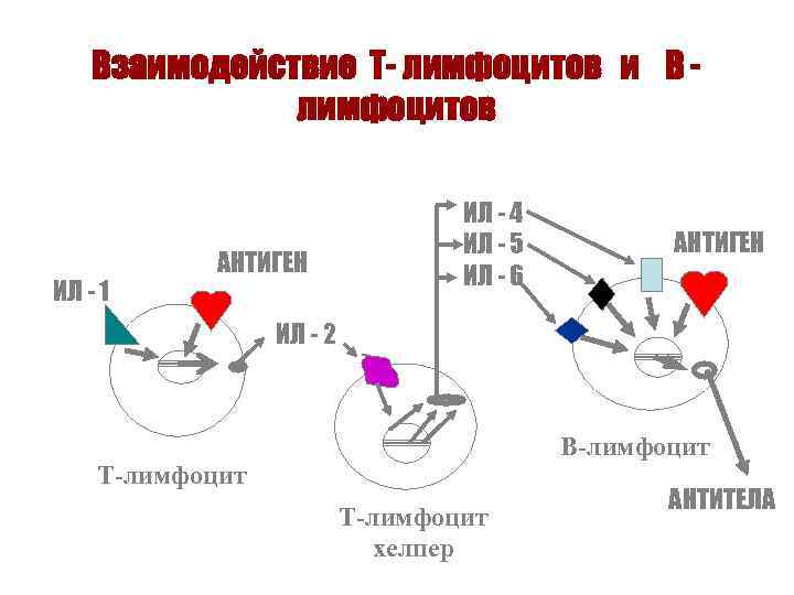 Взаимодействие Т- лимфоцитов и В лимфоцитов ИЛ - 1 АНТИГЕН ИЛ - 4 ИЛ