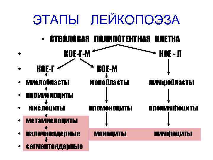 ЭТАПЫ ЛЕЙКОПОЭЗА • СТВОЛОВАЯ ПОЛИПОТЕНТНАЯ КЛЕТКА • • КОЕ-Г-М КОЕ - Л КОЕ-Г КОЕ-М