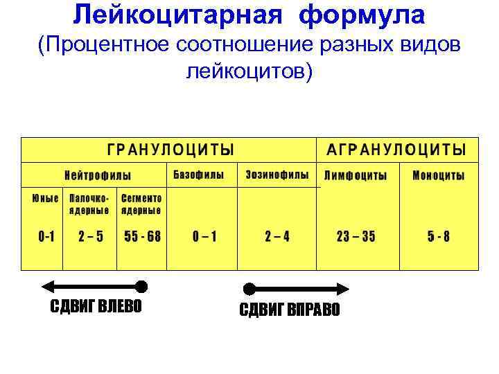 Лейкоцитарная формула (Процентное соотношение разных видов лейкоцитов) СДВИГ ВЛЕВО СДВИГ ВПРАВО 